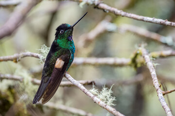 Incredible hummingbird perched among the branches of a tree