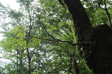 Hiking on Yakushima, Shiratani Unsui-kyo Gorge, moss forest / 屋久島でのハイキング, 白谷雲水峡