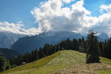 Wiese in den Alpen