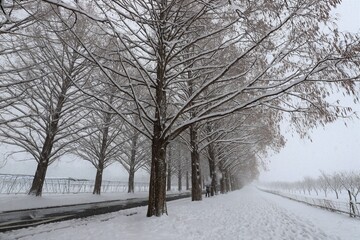 Fototapeta premium 雪景色のメタセコイア並木