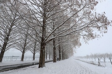 雪景色のメタセコイア並木
