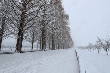 Fototapeta premium 雪景色のメタセコイア並木