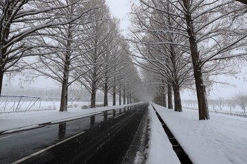 雪景色のメタセコイア並木