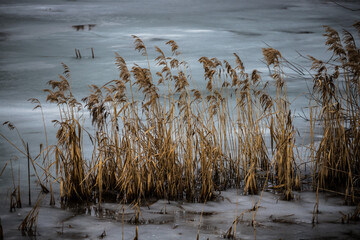 Frozen pond, ice, reeds and winter
