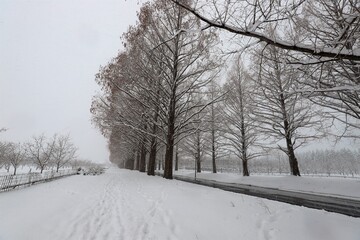 雪景色のメタセコイア並木