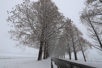雪景色のメタセコイア並木