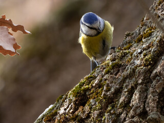 Blue tit hopping on a branch