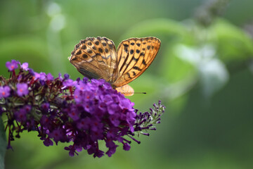 Schmetterling