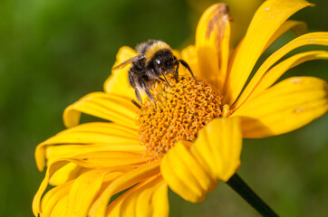 Big shaggy bumblebee pollinates yellow flower.