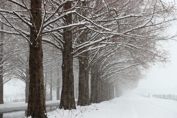 雪景色のメタセコイヤ並木
