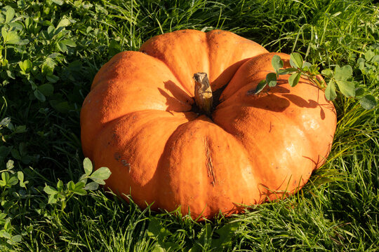 A closeup image of Cinderilla pumpkin