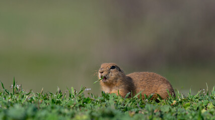 Naklejka na ściany i meble Ground squirrel Spermophilus pygmaeus eats grass in the meadow