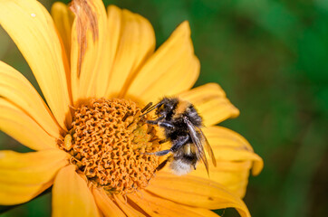 Big shaggy bumblebee pollinates yellow flower.