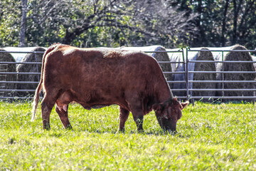 Red herford mother cow chomping greass in front of cattle panel fence and big round bales - Selective focus