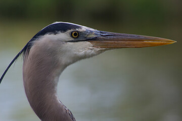 great blue heron