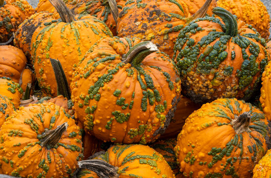 A closeup image of weird, warty pumpkins