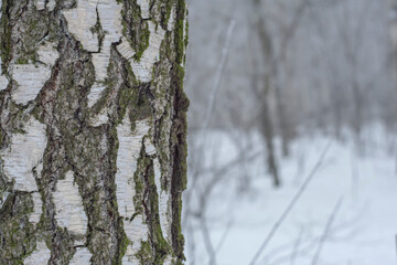 Fototapeta premium Birch trunk on a foggy winter day.
