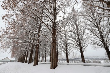 雪景色のメタセコイヤ並木
