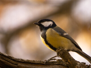 great tit