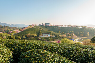 Fototapeta na wymiar Sunrise landscapes in a traditional Chinese tea garden, with blooming cherry trees on the tea mountain, in Longyan, Fujian, China