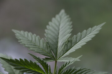 close up of hemp cannabis leaf