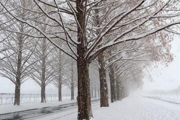 雪景色のメタセコイヤ並木
