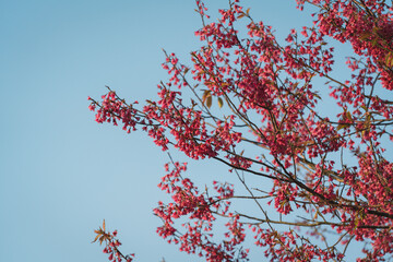 Cherry blossom trees under clear blue sky in spring