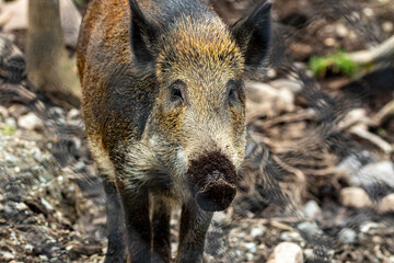 Zoo Miller, Frampton, Qc 