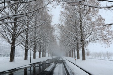 Obraz premium 雪景色のメタセコイヤ並木 