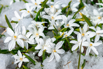 White snowdrop flowers (Glory-of-the-snow, Chionodoxa forbesii) on snow background.
