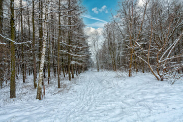 Snowy winter path