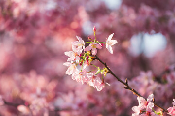 Close-up of the beautiful spring Cherry Blossom, pink blossom flowers, in a Chinese tea garden in Yongfu city, Fujian Province, China