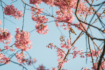 Close-up of the beautiful spring Cherry Blossom, pink blossom flowers with a bird on the branch