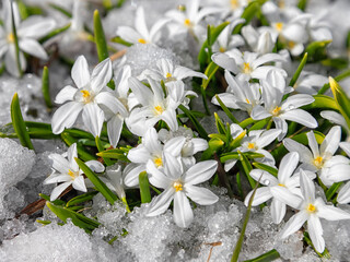 Fototapeta na wymiar White snowdrop flowers (Glory-of-the-snow, Chionodoxa forbesii) on snow background.