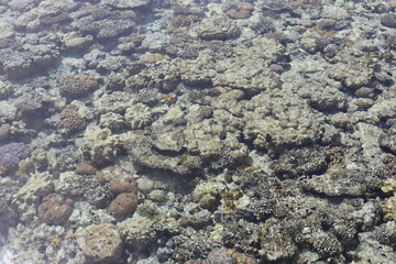 Scenic landscape of Egyptian coral coast with transparent clean water. Colorful textured backdrop with coral fishes  under water. Wild life of the clear Red Sea.