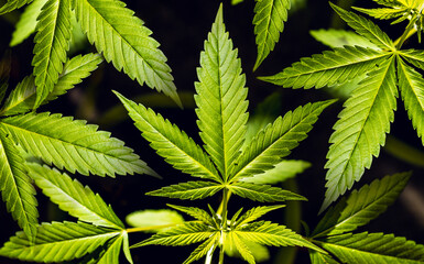 Marijuana or Cannabis green leaf. Hemp plant growing. Medical marijuana sativa or indica. Organic cannabis sprout. Macro close-up with copy space on black background.