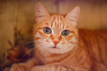 A beautiful ginger cat lies at home