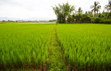 The lush paddy fields of agriculture, Thailand.