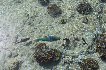 Naklejka na ściany i meble Scenic landscape of Egyptian coral coast with transparent clean water. Colorful textured backdrop with coral fishes under water. Wild life of the clear Red Sea.
