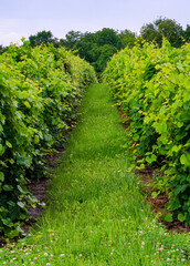 Fototapeta na wymiar 626-97 Grape Vines at Boundry Breaks Vineyard