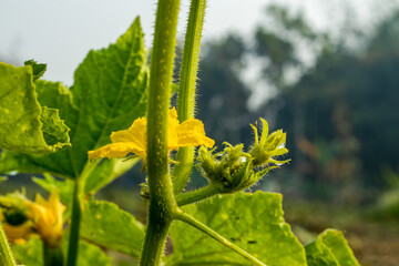 Green muskmelon flower or Khira or cucumber flower