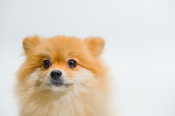 Emotional support animal concept. small breed Pomeranian Dog is Looking up something on a white background