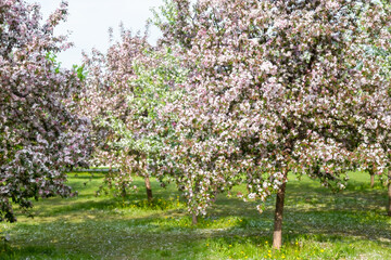 Apple trees in bloom. Blooming apple tree branch. Apple orchard in spring.
