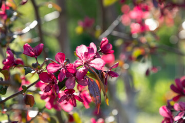 Apple trees in bloom. Blooming apple tree branch. Apple orchard in spring.