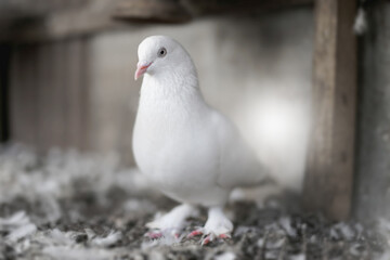 White Pigeon Male Pigeon  