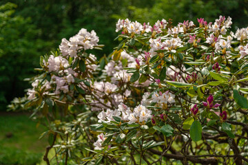 Flowering rhododendron bush in the park