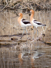 Avocet