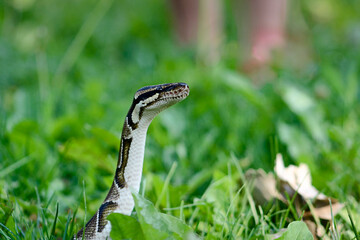 Ball Python in Grass