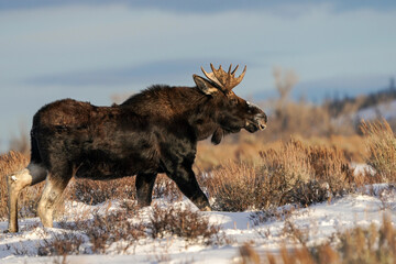 Bull Moose - Grand Teton National Park