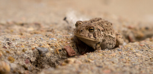 Toad